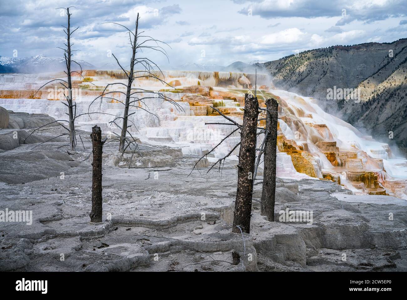 Mammoth Hot Springs dans le parc national de yellowstone, wyoming, états-unis Banque D'Images