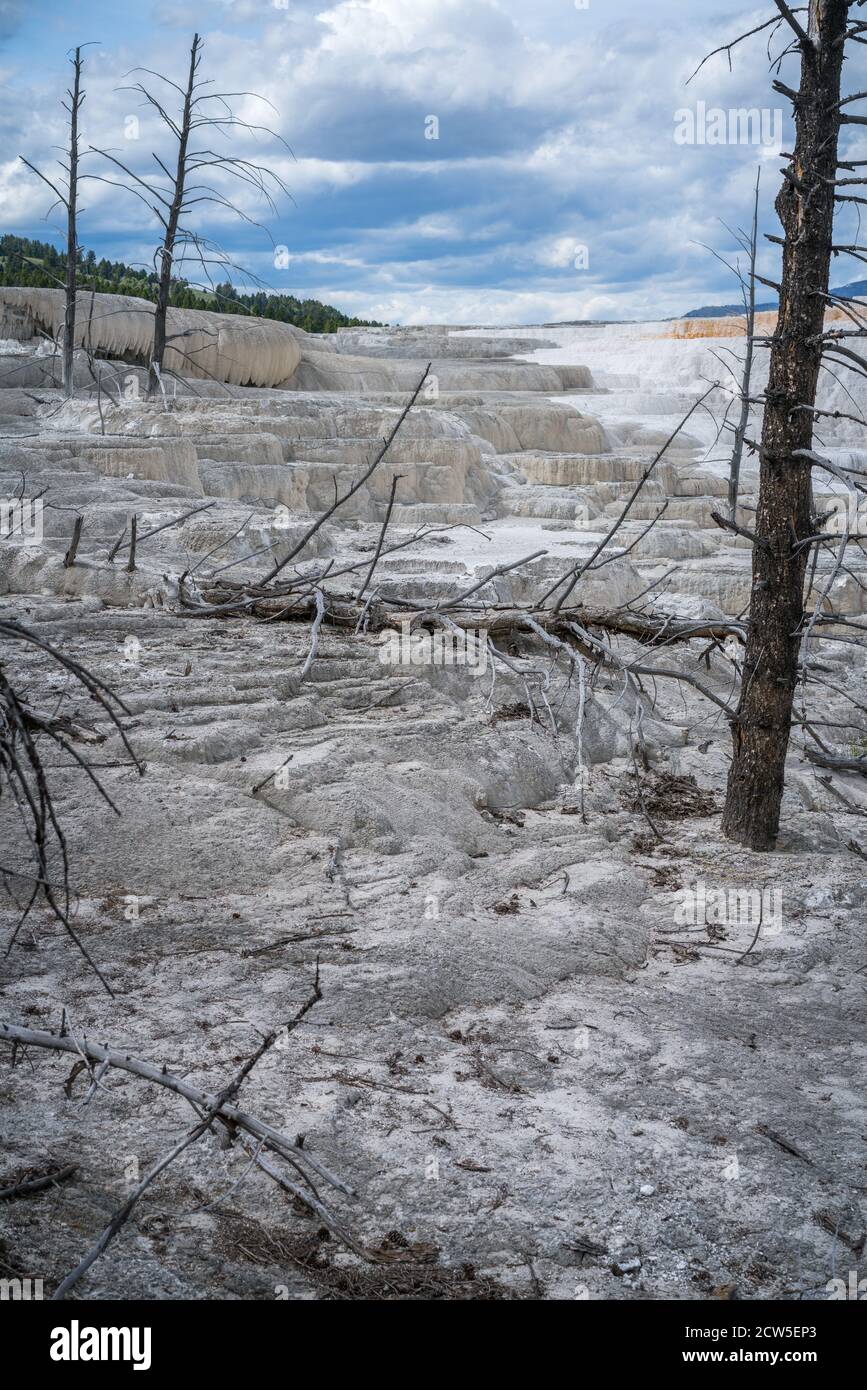 Mammoth Hot Springs dans le parc national de yellowstone, wyoming, états-unis Banque D'Images