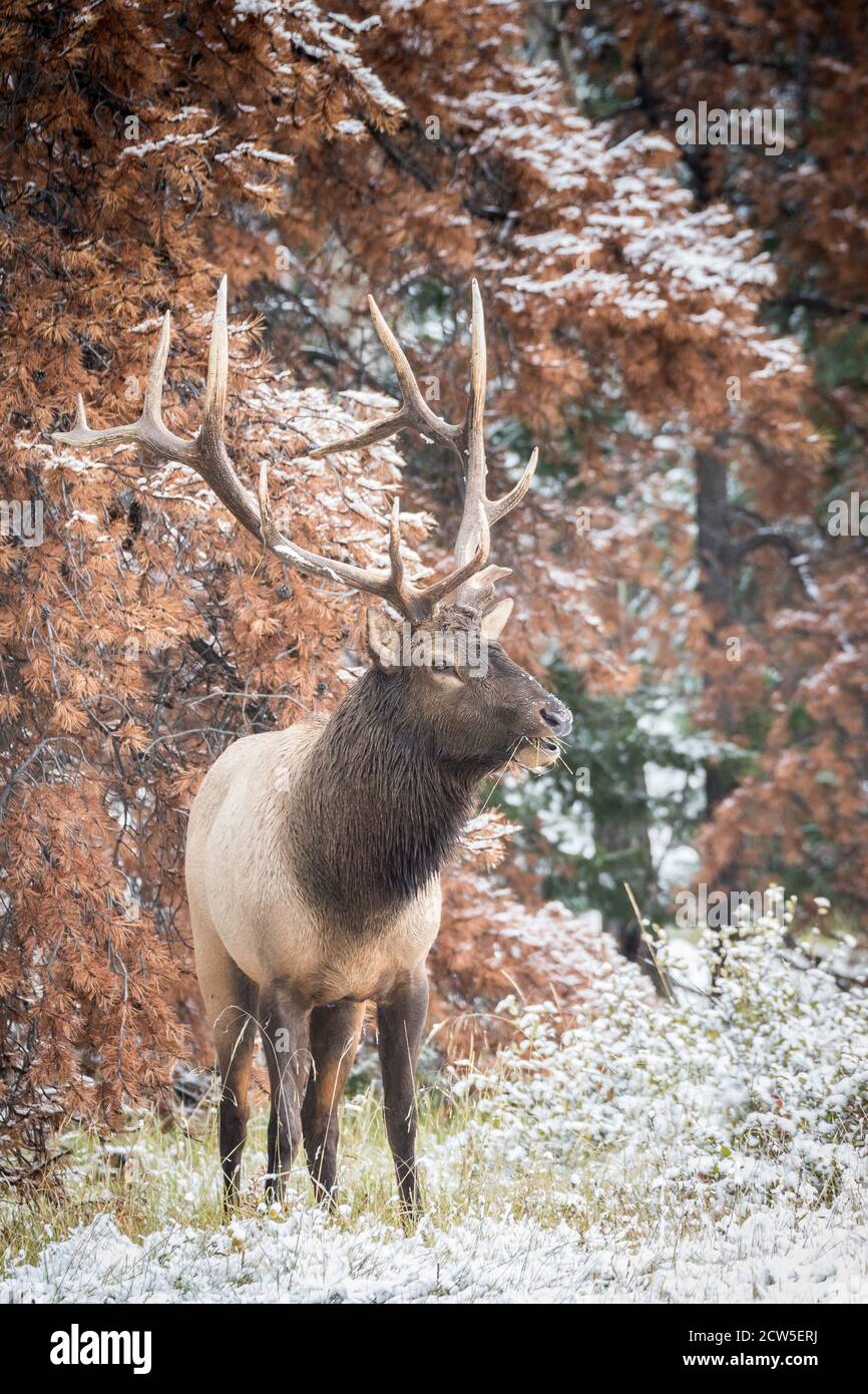 Immense élan de taureau regardant la prairie. Banque D'Images