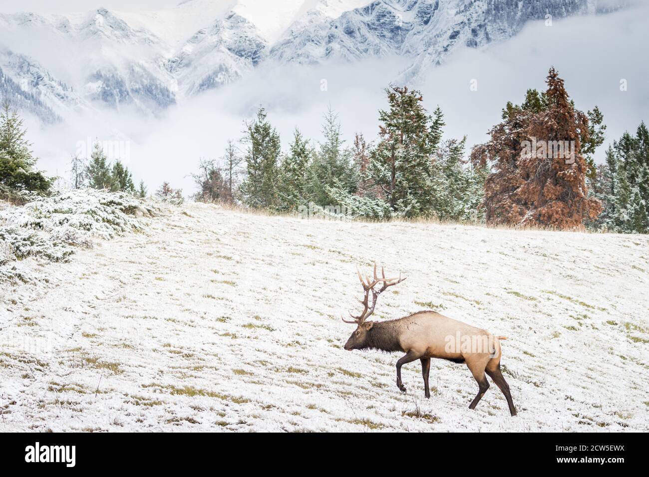 Impressionnant wapiti de montagnes Rocheuses marchant dans le pré après une chute de neige fraîche. Banque D'Images