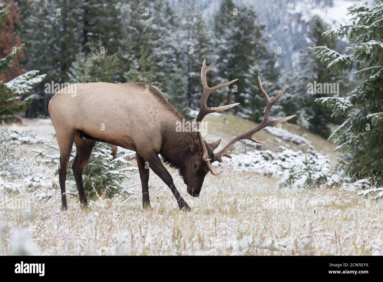 Impressionnant élan de taureau mature marquant son territoire Banque D'Images