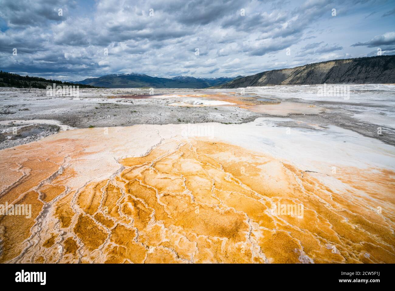 Mammoth Hot Springs dans le parc national de yellowstone, wyoming, états-unis Banque D'Images