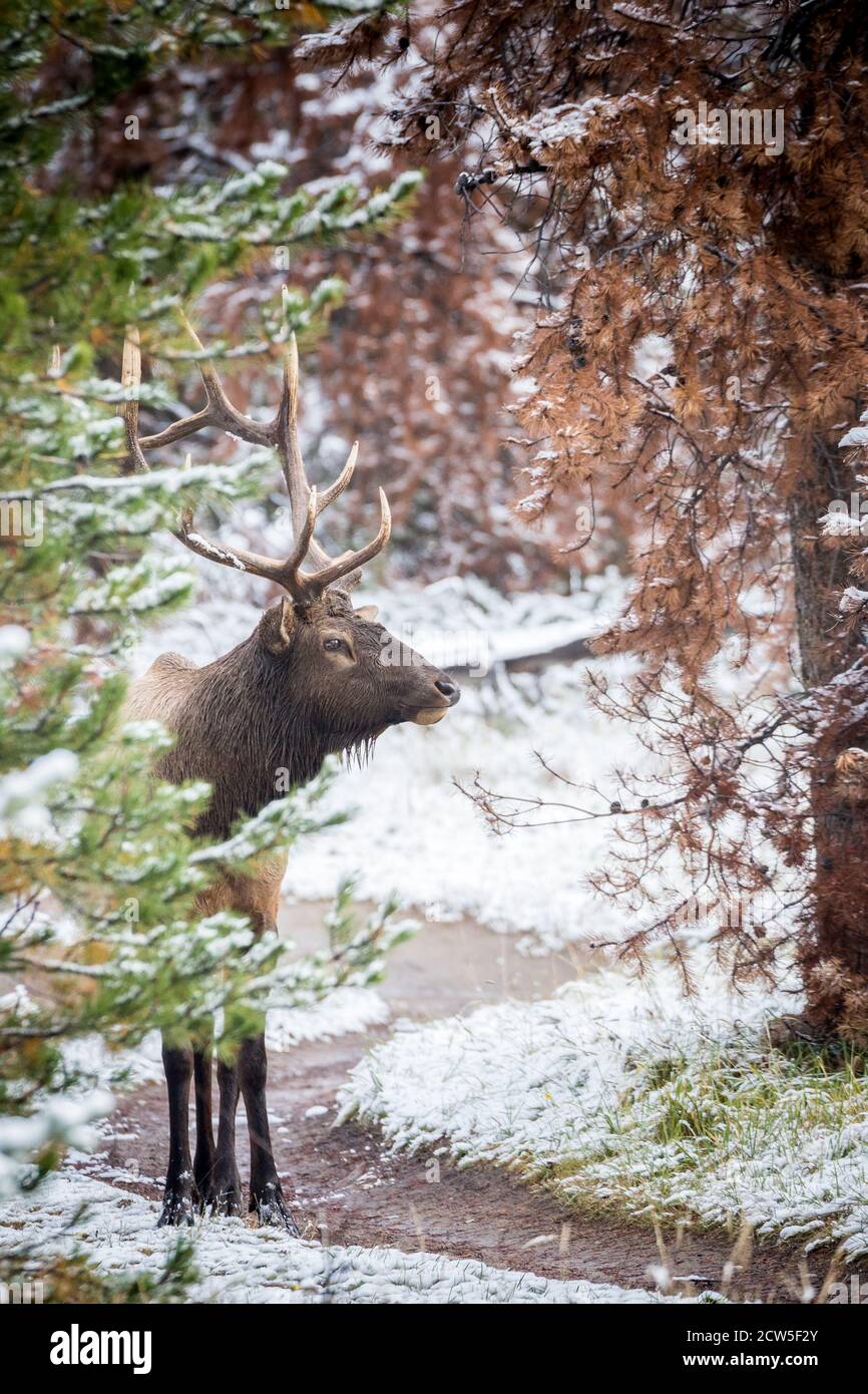 Magnifique élan de taureau mûr patrouilant sur son territoire Banque D'Images