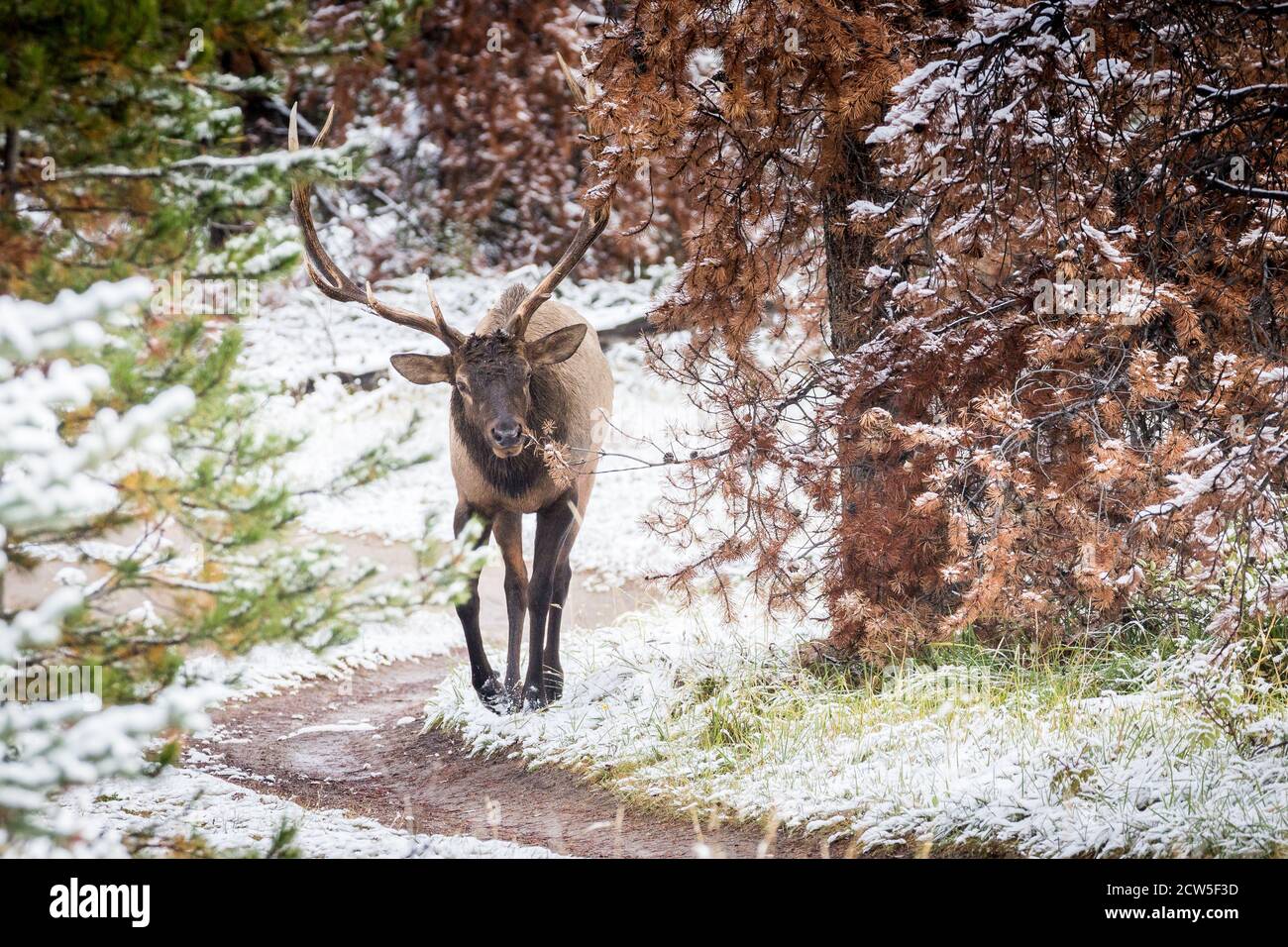 Magnifique élan de taureau patrouilant sur son territoire après une tempête de neige fraîche. Banque D'Images