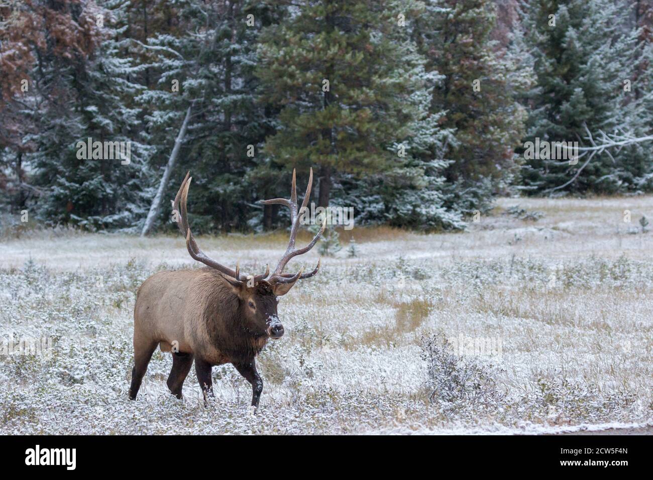 Magnifique élan de taureau marchant dans un pré couvert de neige Banque D'Images