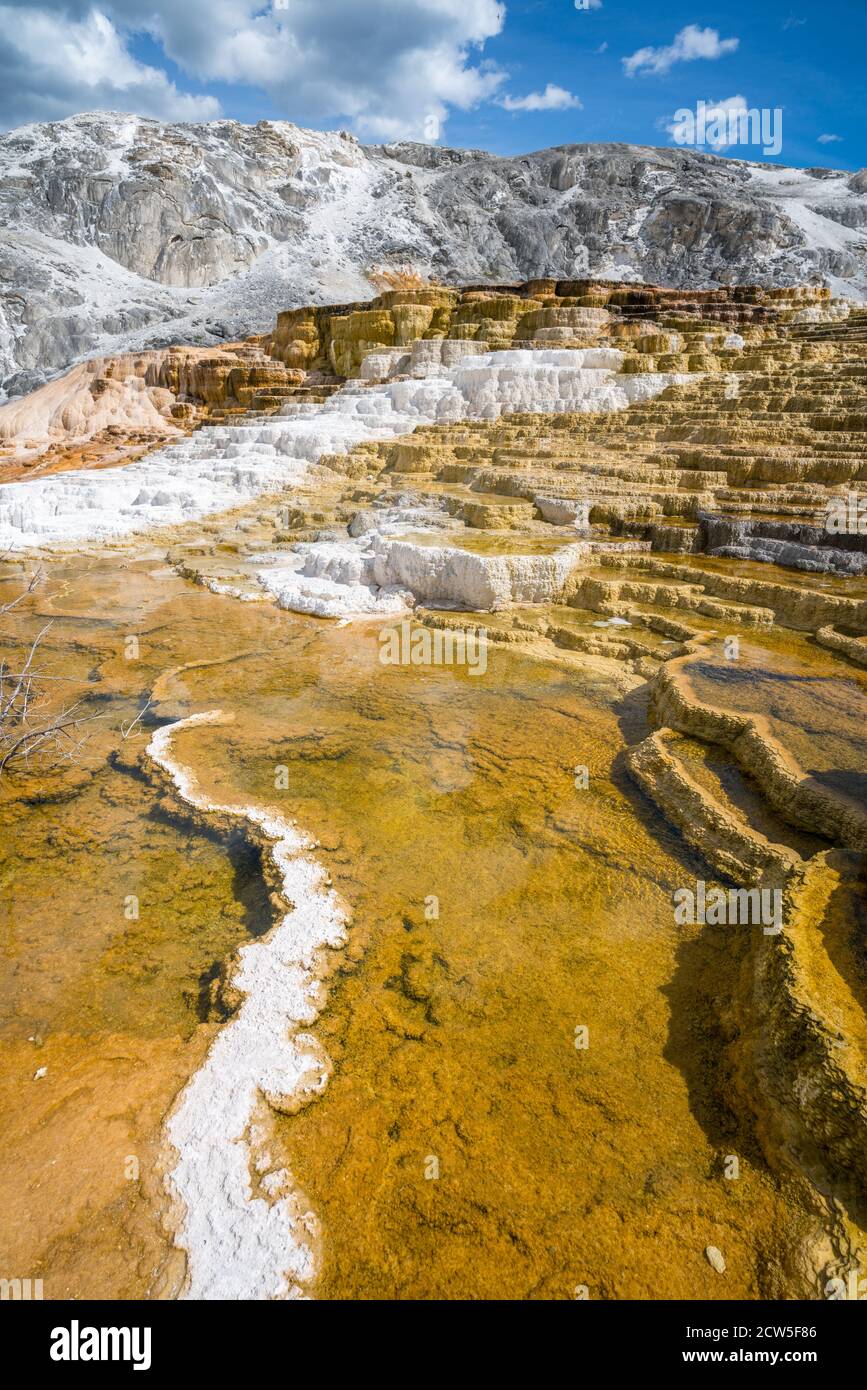 Mammoth Hot Springs dans le parc national de yellowstone, wyoming, états-unis Banque D'Images