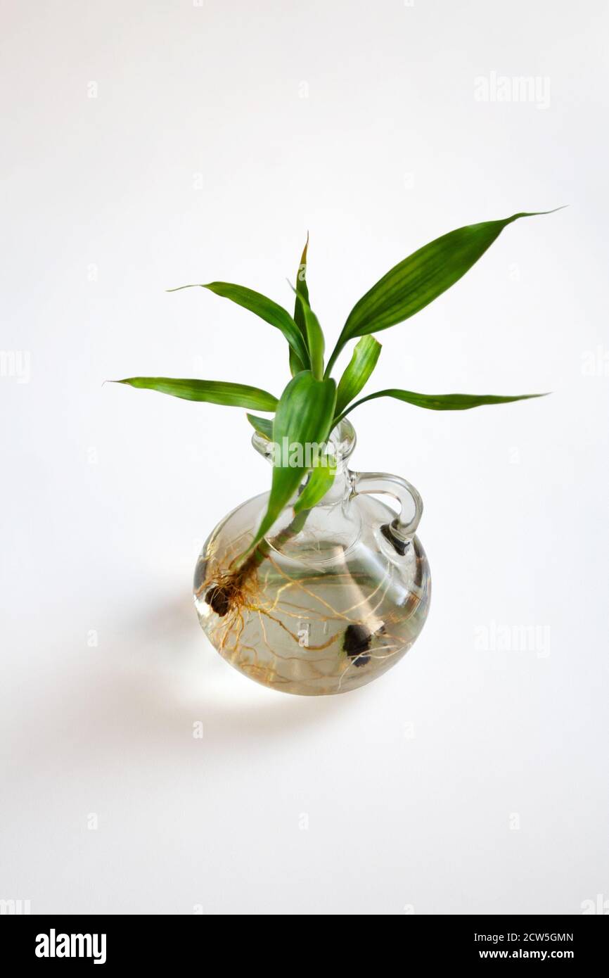 Bouteille en verre de bambou chanceux isolée sur fond blanc Banque D'Images