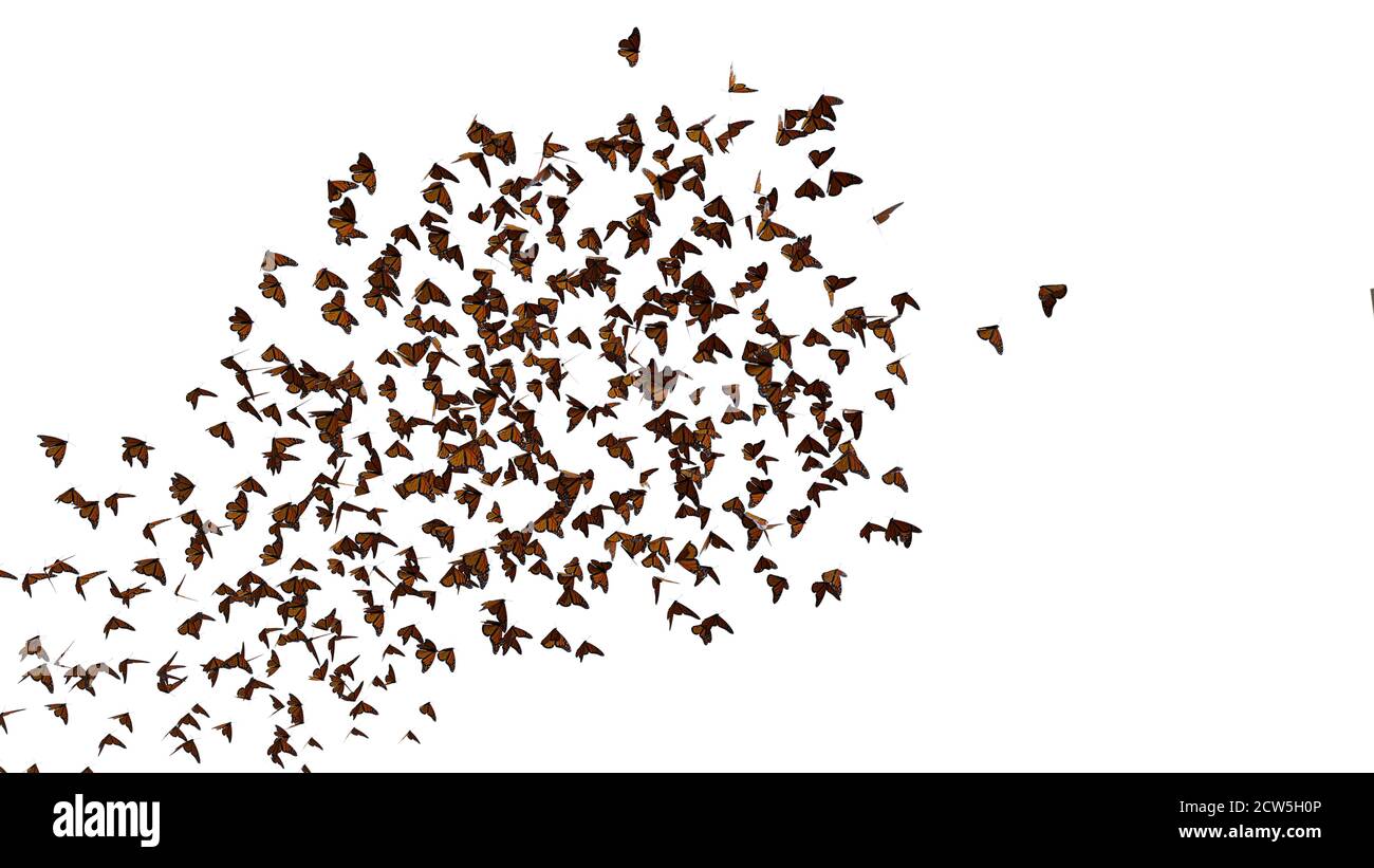 Groupe de papillons monarques, essaim de Danaus plexippus isolé sur fond blanc Banque D'Images