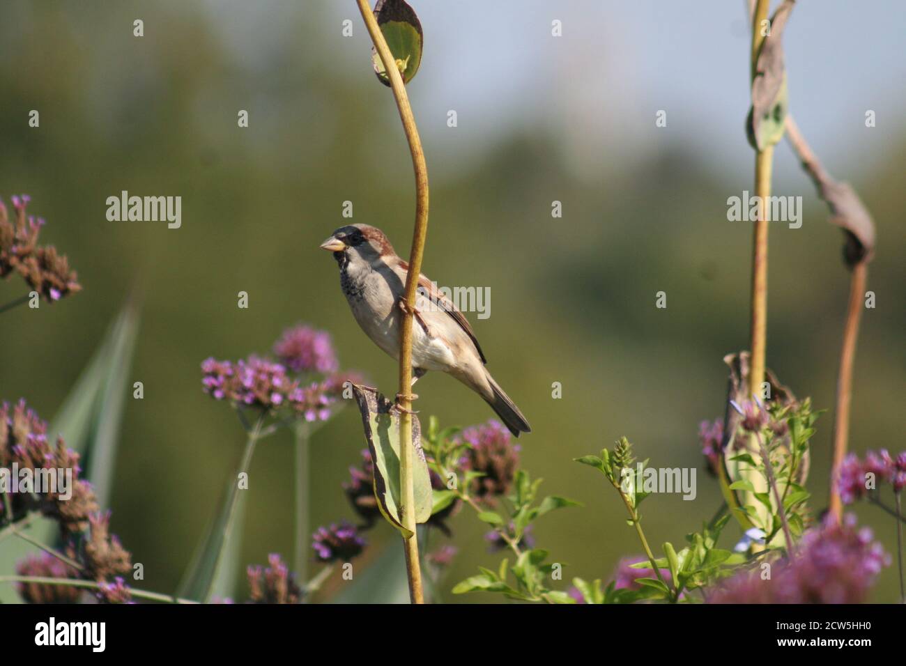 Un moineau sur une perche au sommet d'Art Hill dans Forest Park-St. Louis, Missouri, États-Unis. Banque D'Images