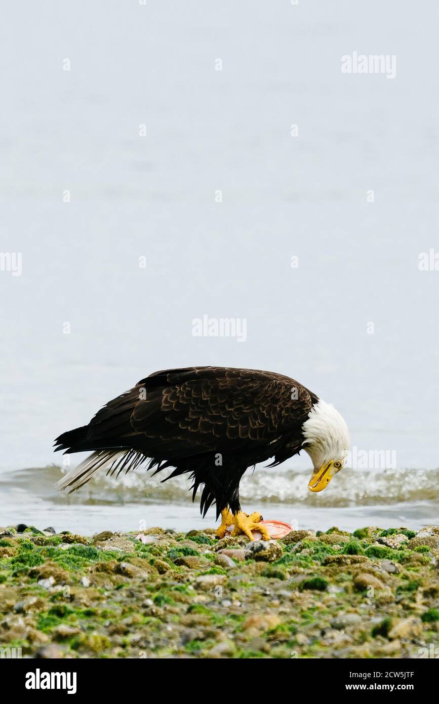 Vue rapprochée d'un aigle à tête blanche adulte mangeant un rocher Fish by Puget Sound Banque D'Images