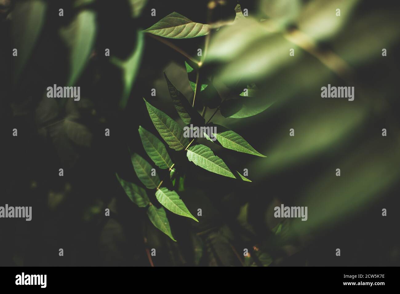 Plantes sur un sentier de randonnée dans la nature Banque D'Images
