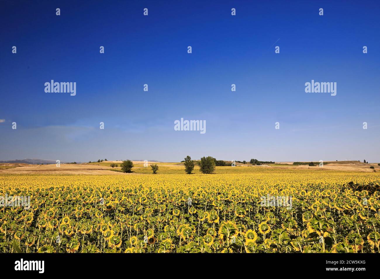 Gros plan d'un champ de tournesol-Helianthus annuus dans sa saison de croissance maximale sous le ciel bleu clair et le soleil lumineux de midi d'un jour d'août dans le nord Banque D'Images
