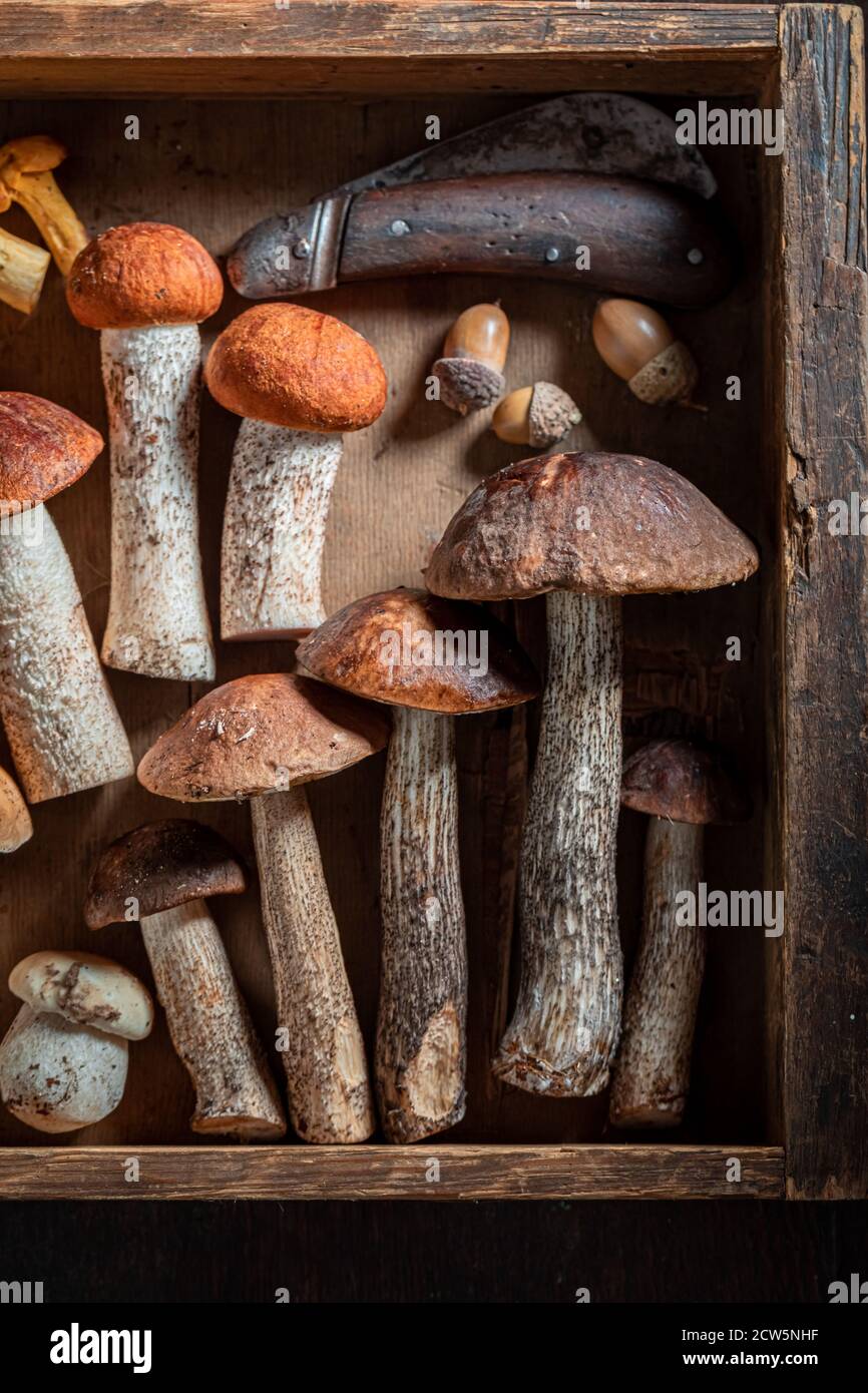 Champignons frais et comestibles récoltés dans la forêt sur bois tableau Banque D'Images