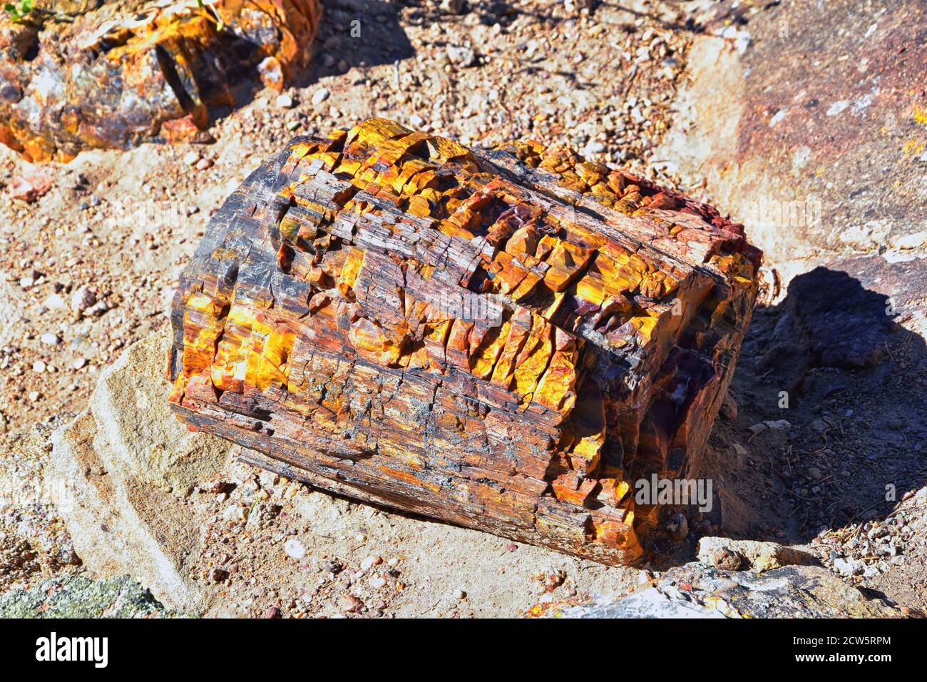 Bois pétrifié gros plan, tons colorés de rouge, orange, violet, jaune et gris exemple de minéralisation et de perminéralisation fossilisées Banque D'Images