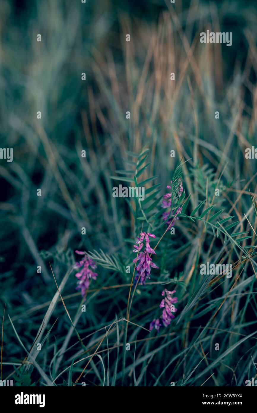 Vicia craca fleurit sur fond d'herbe verte. Banque D'Images