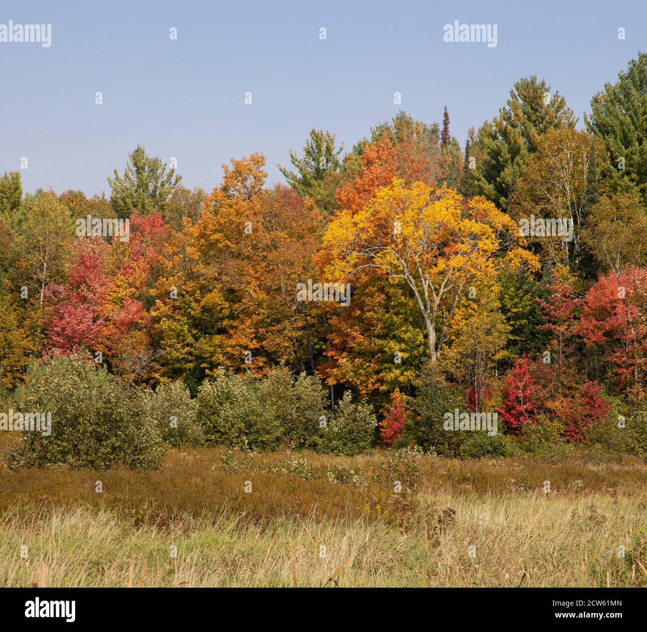 Feuilles d'automne colorées en Ontario au Canada Banque D'Images
