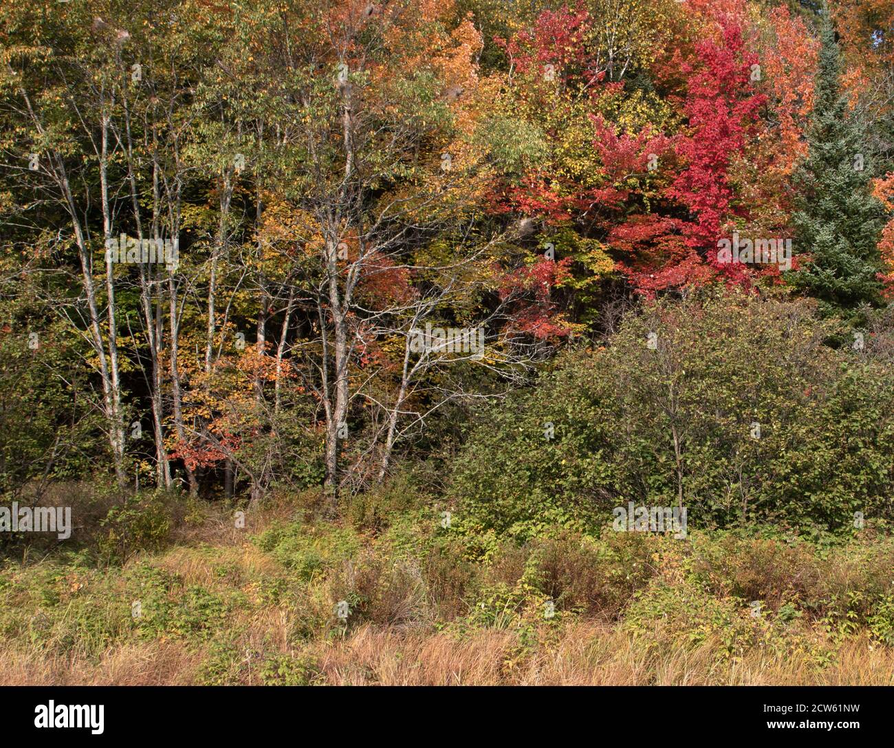 Feuilles d'automne colorées en Ontario au Canada Banque D'Images
