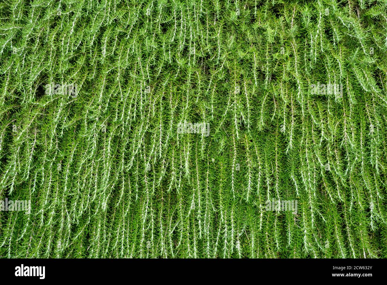 Plantes vertes sur le fond du mur Banque D'Images
