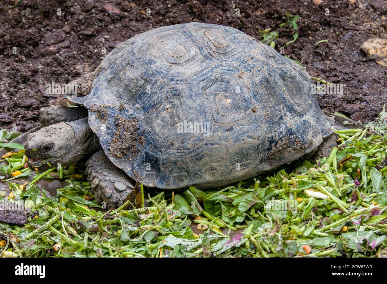La tortue forestière asiatique (Manouria emys) est une espèce de tortue de la famille des Testudinidae. L'espèce est endémique de l'Asie du Sud-est. Banque D'Images