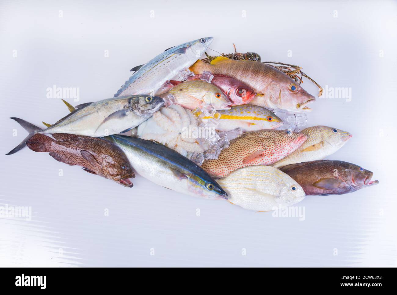 poisson-frais-caraïbes-fruits-de-mer-isolés-sur-fond-blanc Banque D'Images