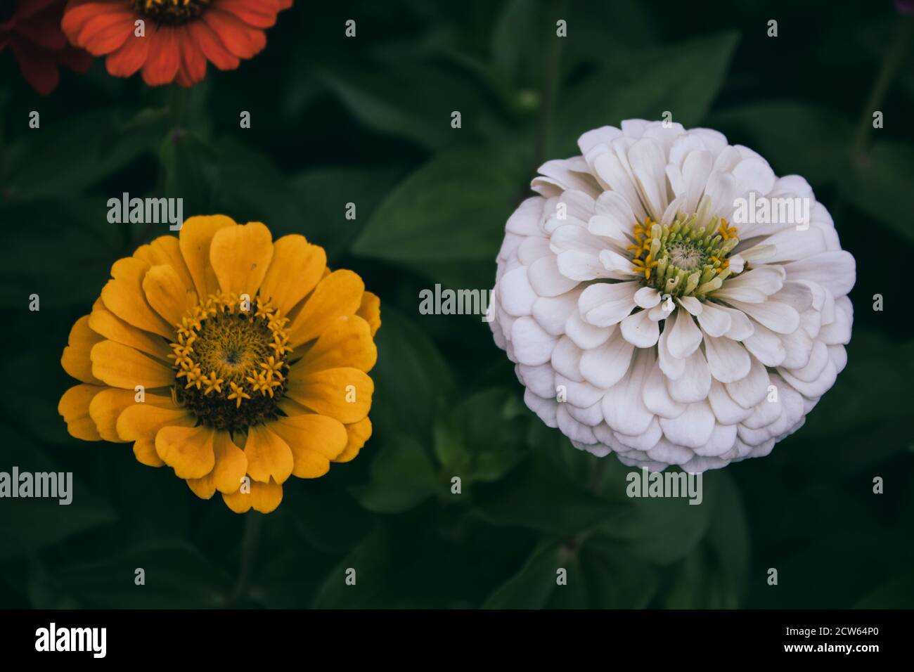 Fleurs blanches et jaunes. Fleurs de Zinnia. Fond floral. Banque D'Images