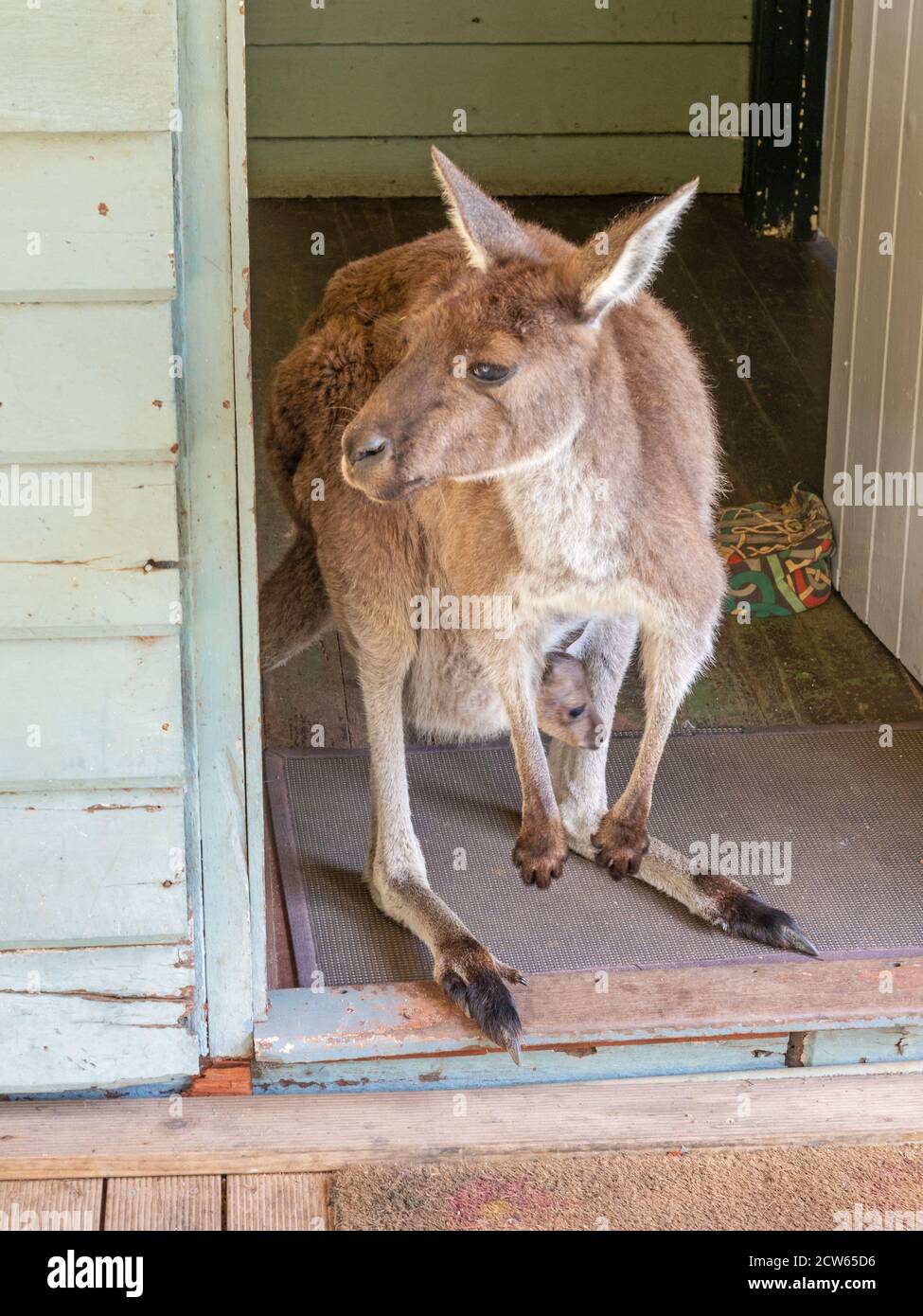 Une visite d'un kangourou gris occidental (Macropus fuliginosus), avec son jeune Joey dans sa poche. Banque D'Images