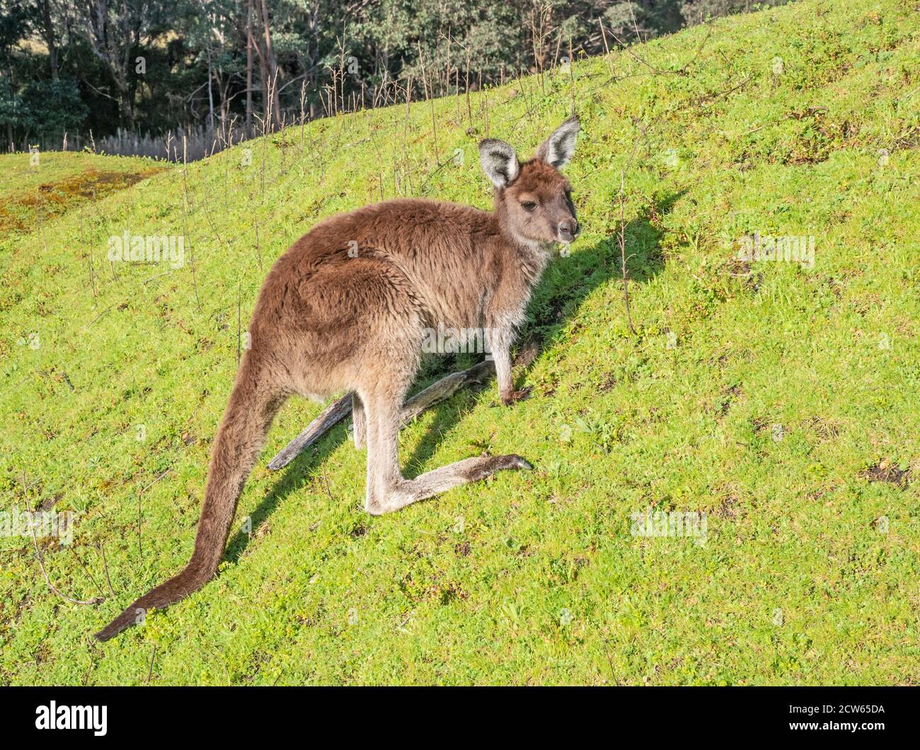 Le kangourou gris de l'ouest (Macropus fuliginosus), près de la forêt de la rivière Donnelly, dans le sud-ouest de l'Australie. Banque D'Images