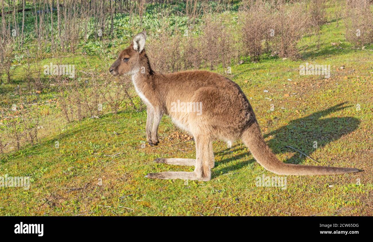 Un kangourou gris de l'ouest (Macropus fuliginosus), un grand kangourou très commun trouvé dans presque toute la partie sud de l'Australie. Banque D'Images