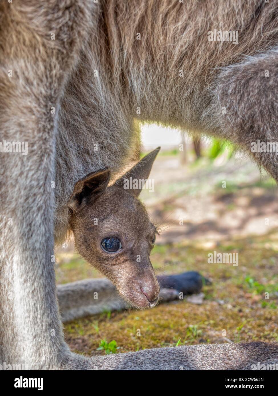 Un jeune kangourou gris occidental (Macropus fuliginosus), également appelé Joey, dans la sécurité de la poche de sa mère. Banque D'Images