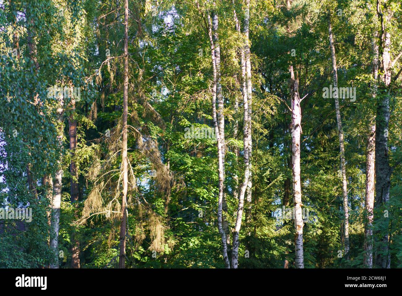 Photographie de forêt russe mixte. Jour ensoleillé d'été. Arbres hauts et fins. Feuillage vert et ciel bleu. Concept de la beauté dans la nature. Thème de la santé Banque D'Images