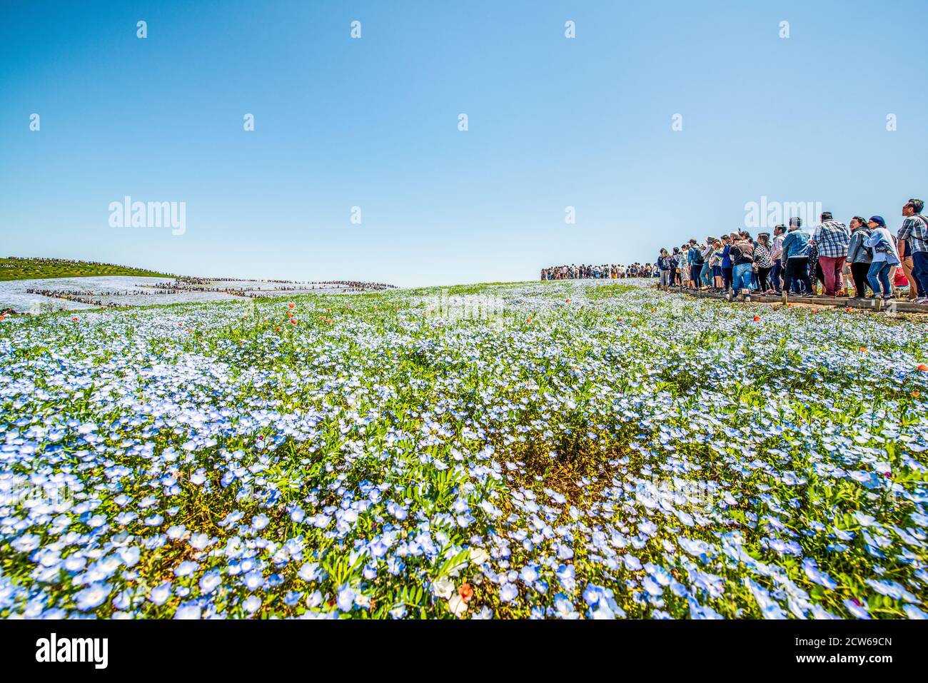 Champs de bébé yeux bleus dans Hitachi Seaside Park, Japon Banque D'Images