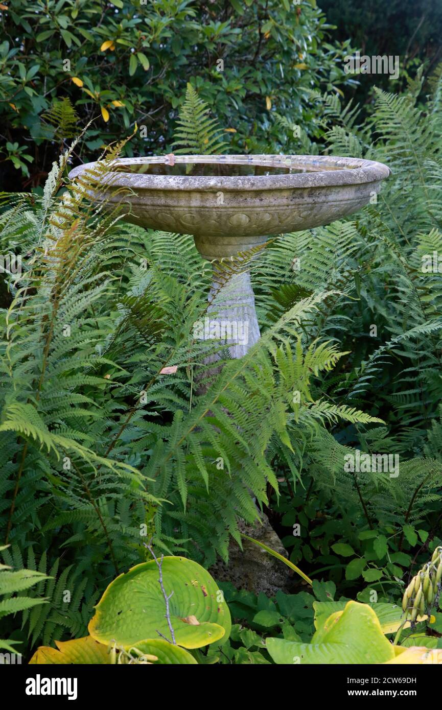 bol d'eau en marbre et fougères dans le jardin Banque D'Images