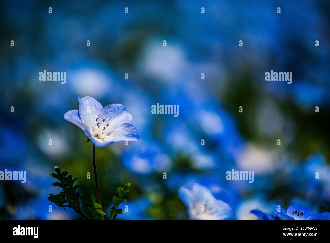 Beaux yeux bleus de bébé en fleur Banque D'Images