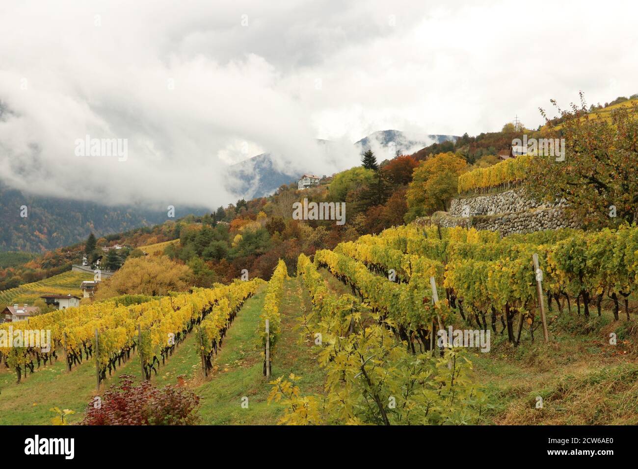 Vignoble en automne Tyrol du Sud Italie Banque D'Images