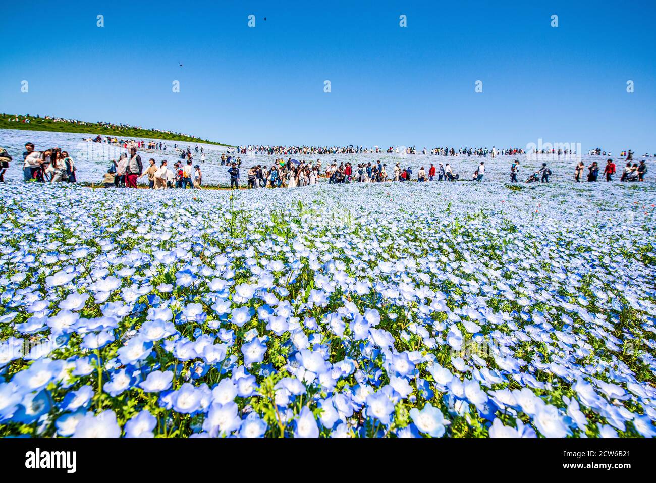 Champs de bébé yeux bleus dans Hitachi Seaside Park, Japon Banque D'Images