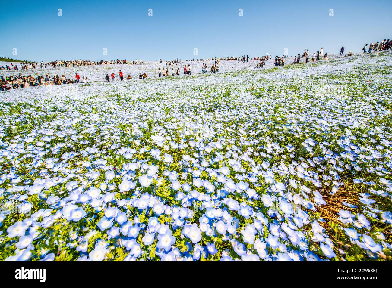 Champs de bébé yeux bleus dans Hitachi Seaside Park, Japon Banque D'Images