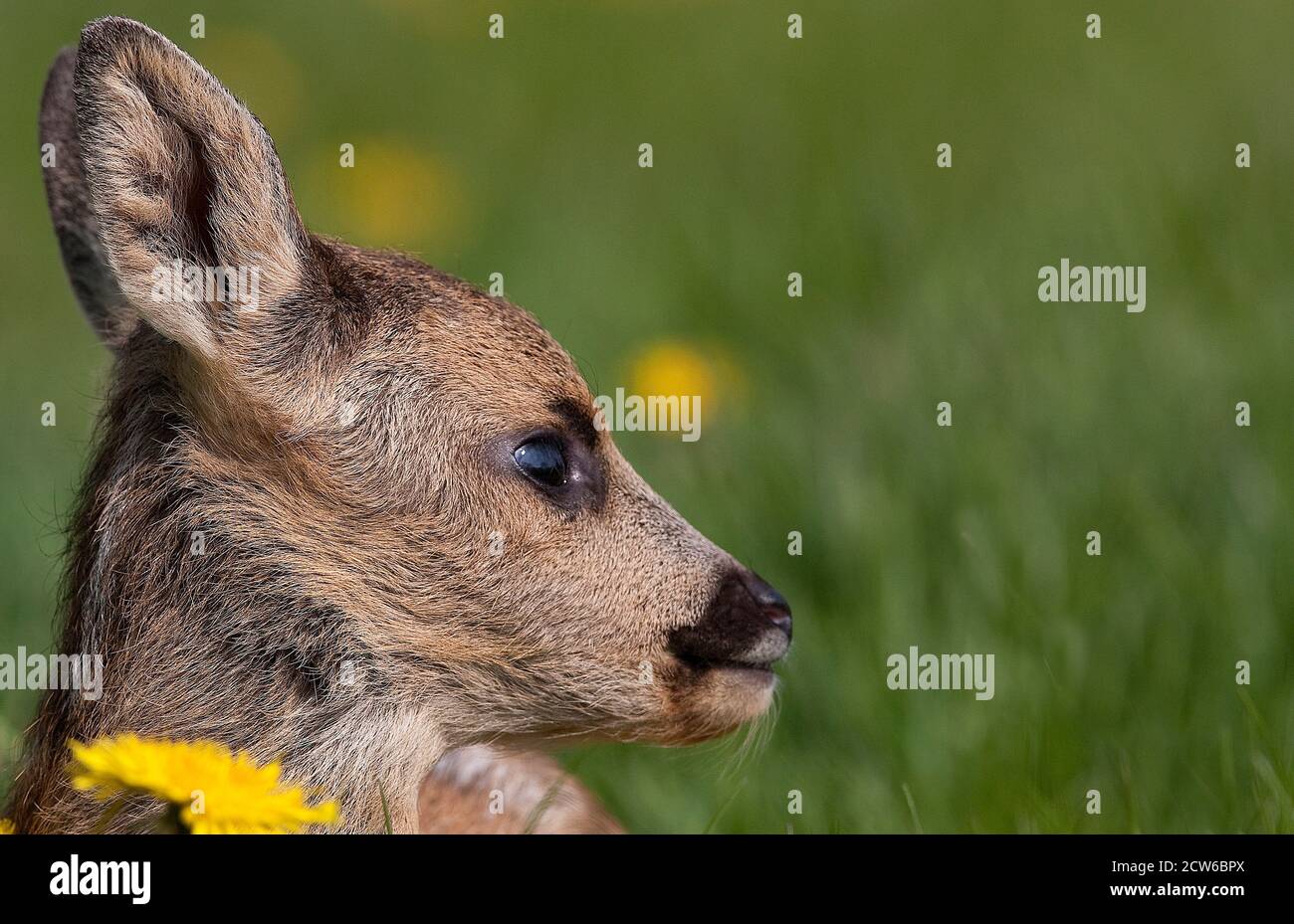 Chevreuil, Capreolus capreolus, Portrait de faon, Normandie Banque D'Images