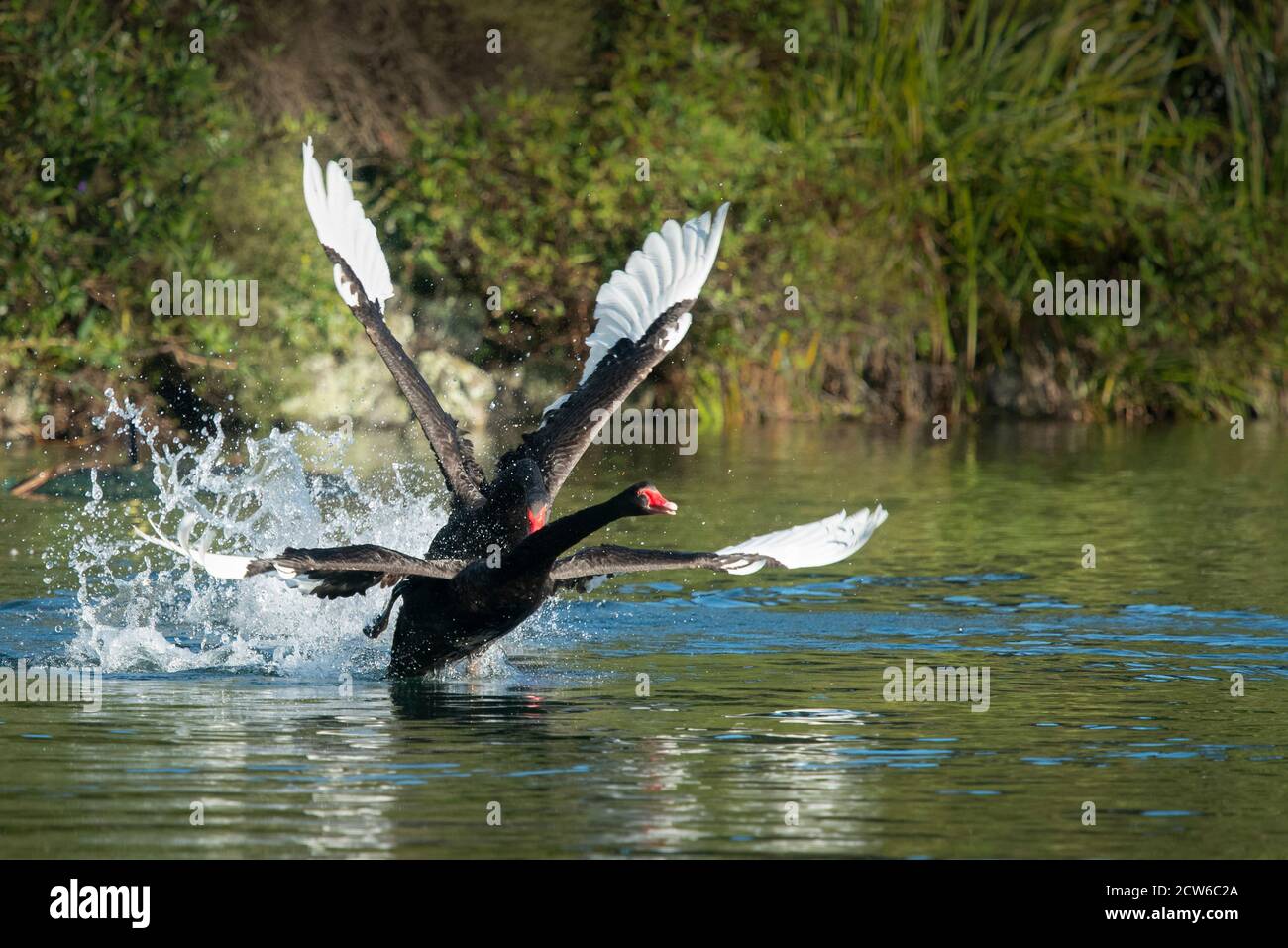 Deux cygnes noirs se battent avec des ailes larges ouvertes dans le lac Banque D'Images