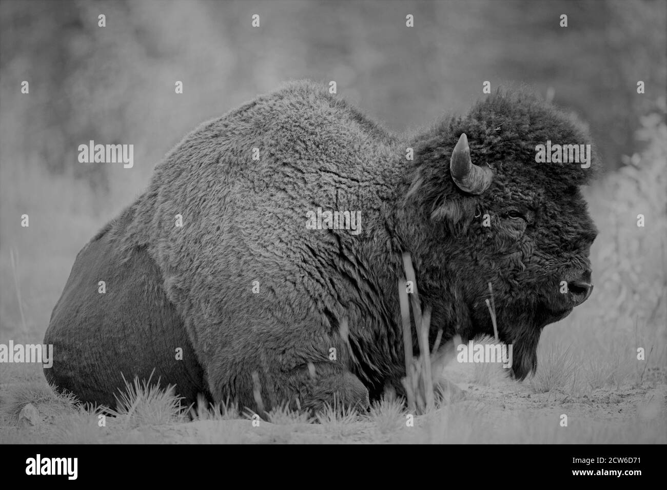 Portrait de bisons des bois Bull se reposant dans un pré, Territoire du Yukon, Canada Banque D'Images Portrait de bisons des bois Bull se reposant dans un pré, Territoire du Yukon, Canada Banque D'Images