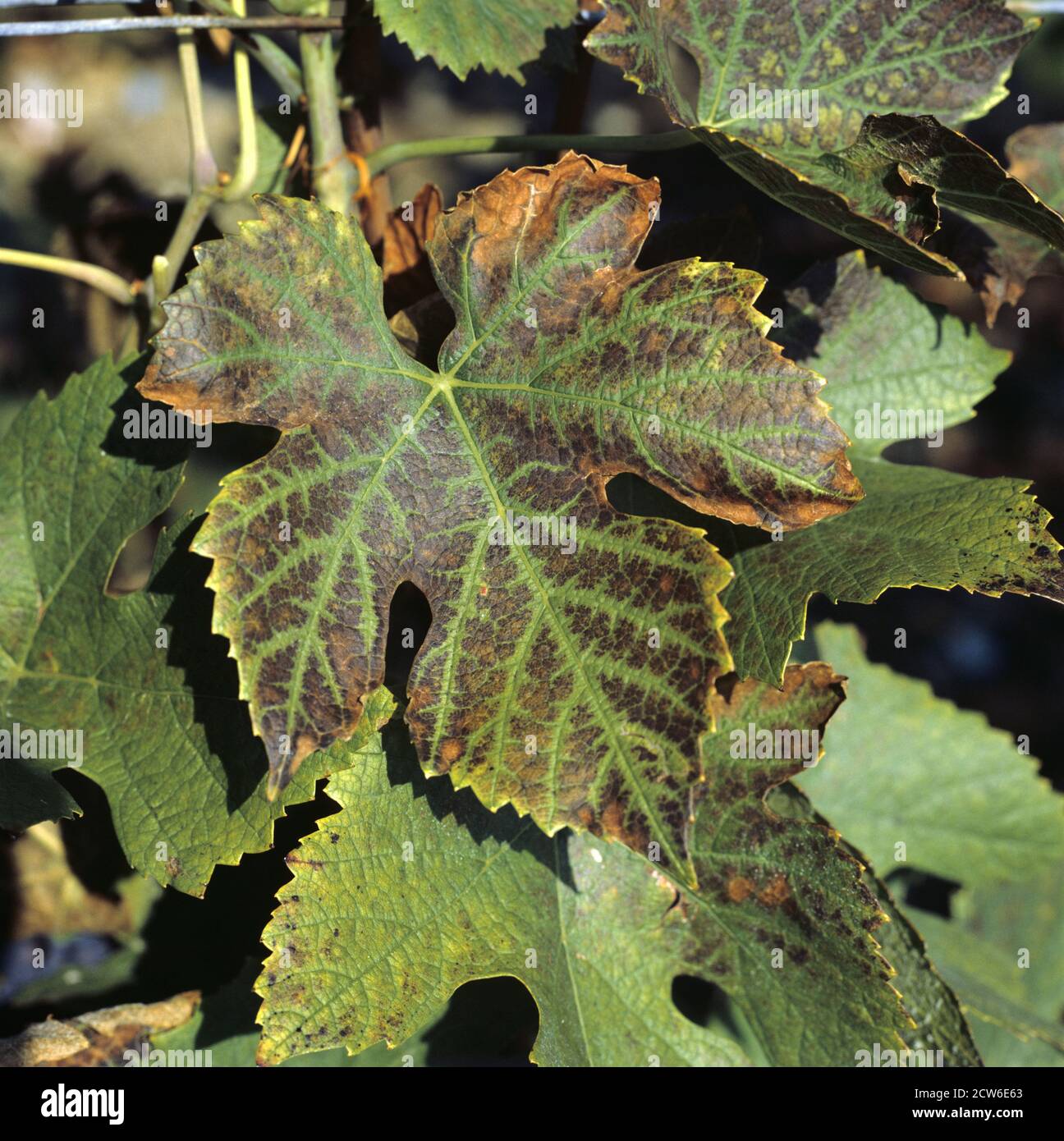 Lésions nécrotiques et lésions sur la marge d'une feuille de vigne Pinot Noir causées par une carence en manganèse, Champagne, France Banque D'Images