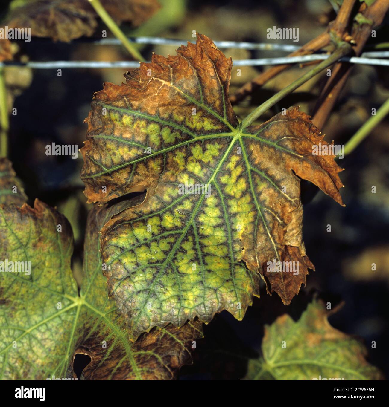 Lésions nécrotiques et lésions sur la marge d'une feuille de vigne Pinot Noir causées par une carence en manganèse, Champagne, France Banque D'Images