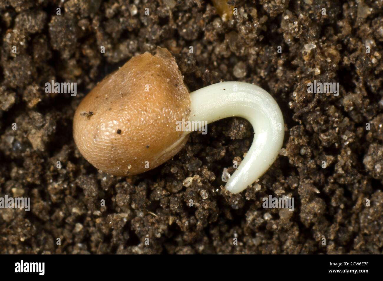 Photomicrographie d'une graine de radis (Raphanus raphinistrum subsp. Sativus) germant avec la radicule (racine embryonnaire) en développement Banque D'Images