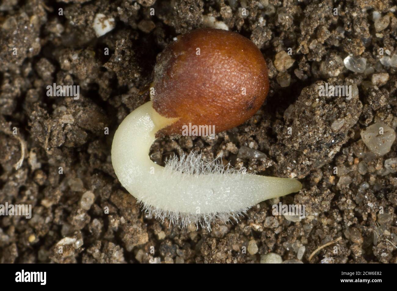 Graines de chou (Brassica oleracea) germant avec radicule (racine embryonnaire) développement avec poils de racine et poil de semence (testa) fendilage Banque D'Images