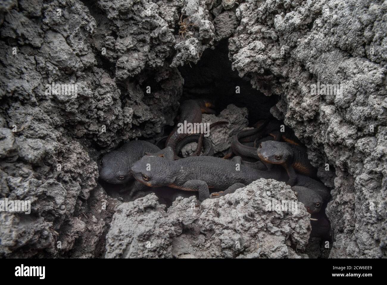 Les nouveaux de Californie (Taricha torosa) se regroupent dans la boue d'un étang séché dans la région de East Bay en Californie, ils peuvent ne pas survivre à la sécheresse. Banque D'Images