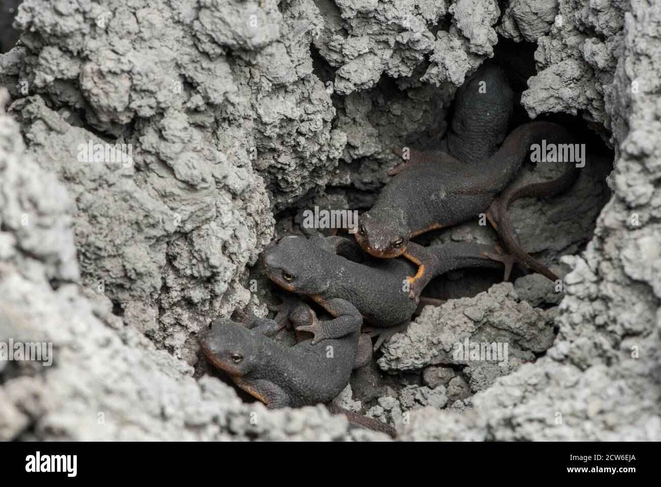 Les nouveaux de Californie (Taricha torosa) se regroupent dans la boue d'un étang séché dans la région de East Bay en Californie, ils peuvent ne pas survivre à la sécheresse. Banque D'Images