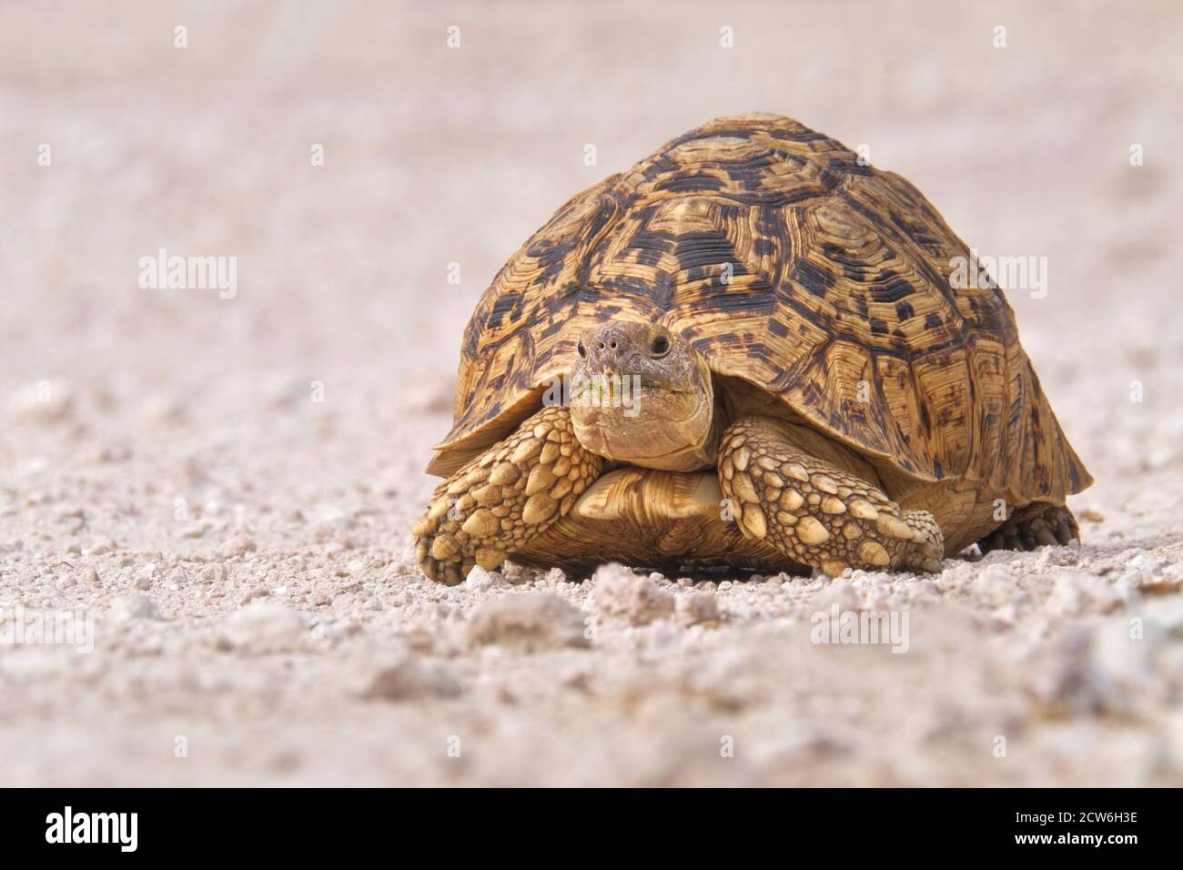 Tortue léopard, Stigmochelys pardalis, gros plan d'animaux sauvages sur gravier blanc, vue de face de la tortue. Capturé en Namibie, Afrique. Banque D'Images