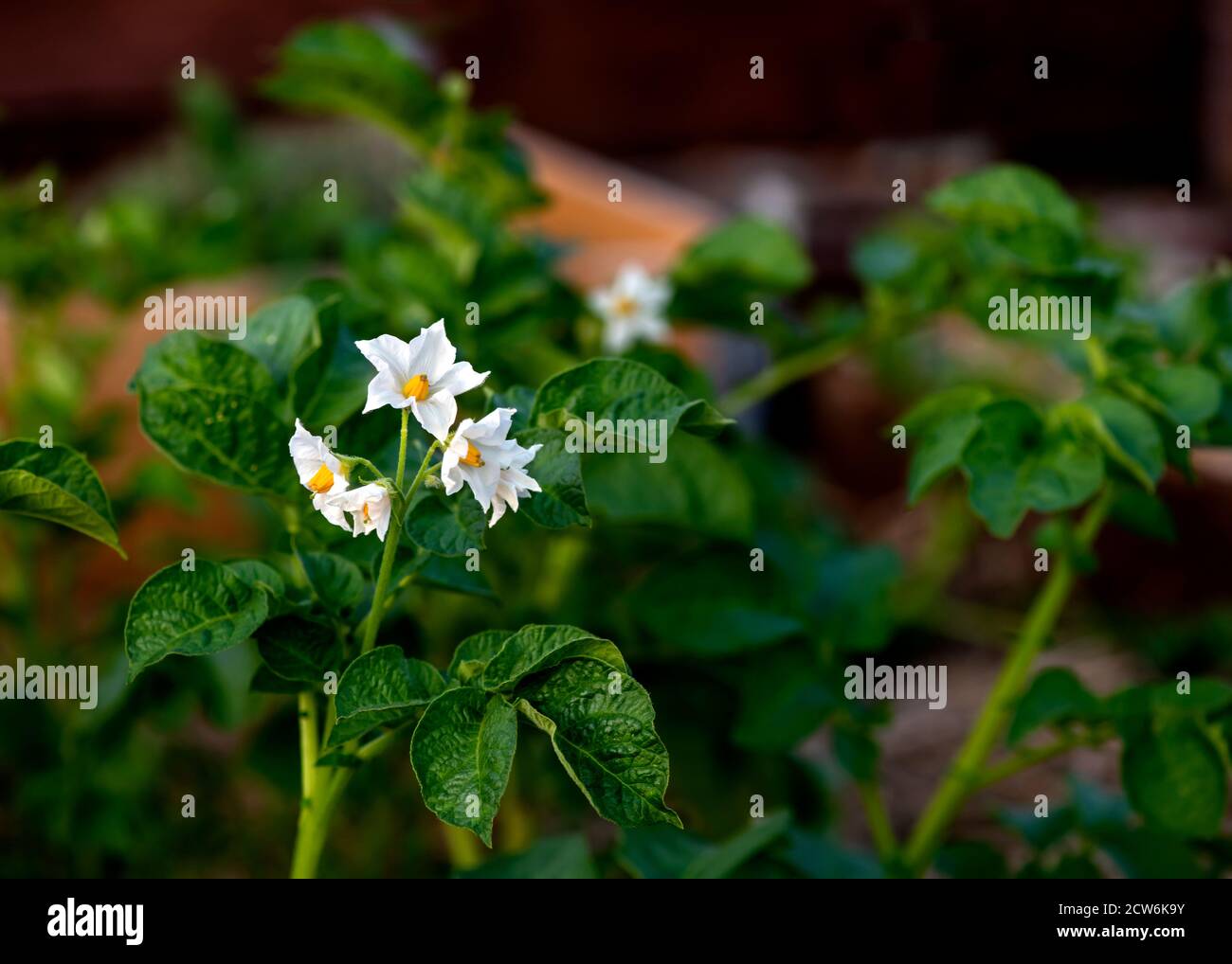 gros plan d'une capture d'une plante de pomme de terre en fleurs au soleil du soir , dans une allotissement ou un foyer de jardin sur l'espace de copie du sujet à droite Banque D'Images