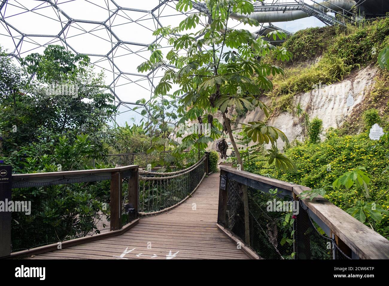 Plantes et arbres subtropicaux à l'intérieur de la forêt tropicale Biome au complexe de projet Eden à Cornwall. Banque D'Images