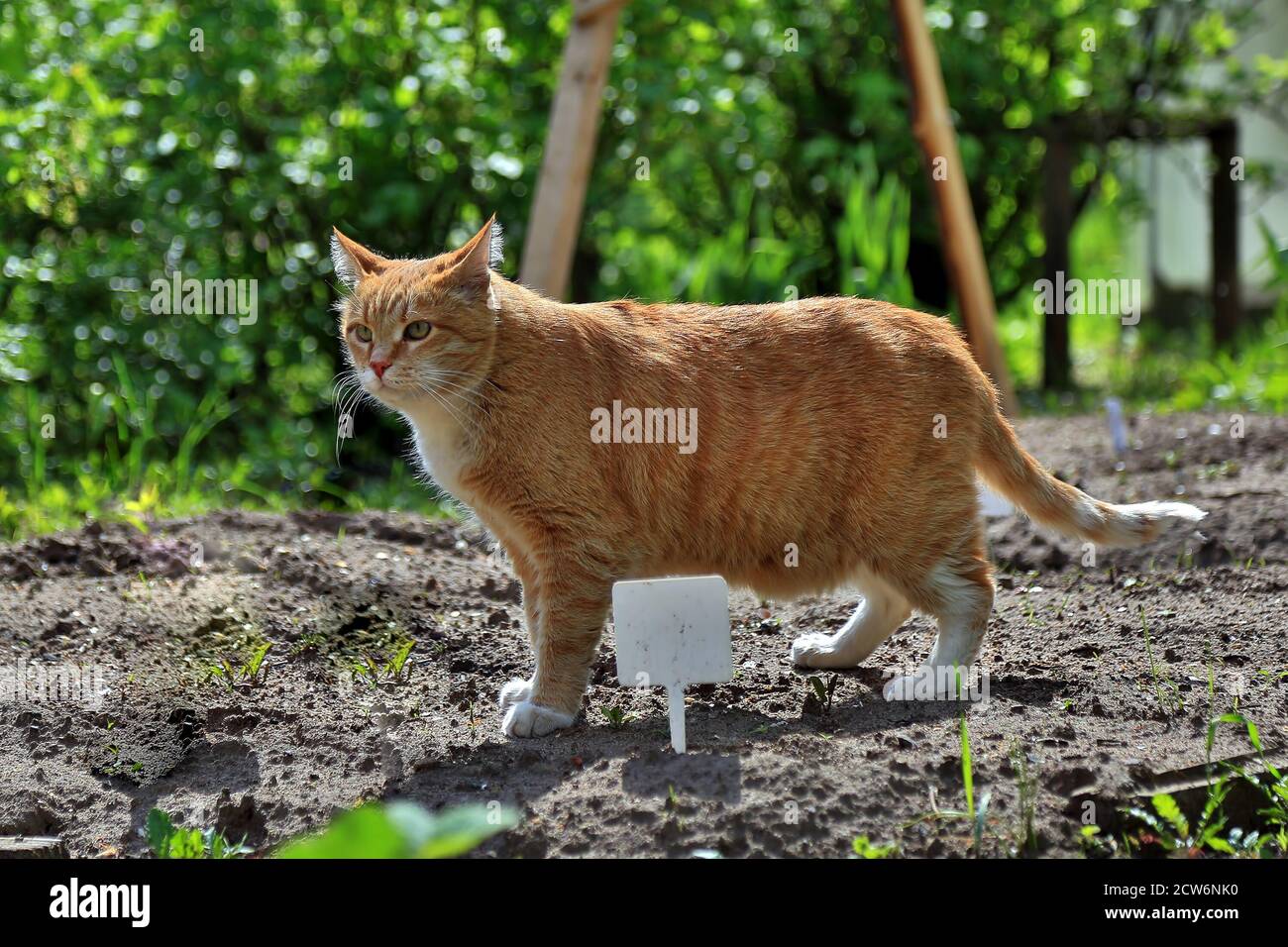Support de chat rayé orange sur le sol. Il chasse sur la nature. Banque D'Images