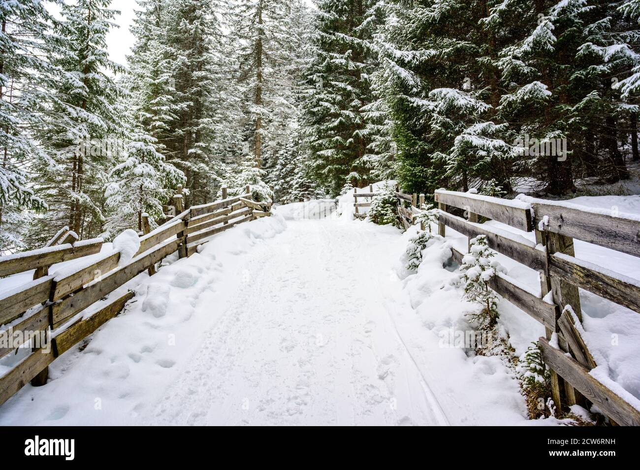 Paysage d'hiver avec un sentier dans la forêt de pins - destination de voyage d'hiver pour les loisirs, Tirol, Autriche. Banque D'Images